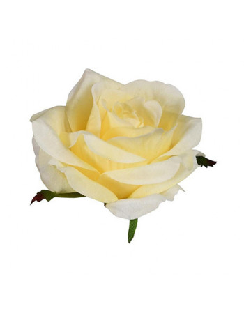 Růže vazb. krémová, 6cm/bal 12ks