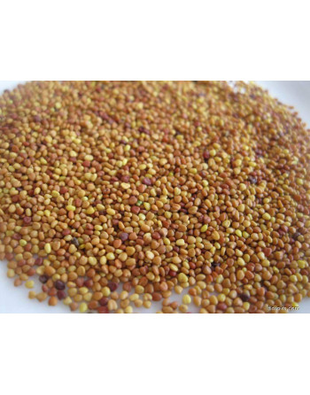 Jetel BÍLÝ plazivý 500g (Jura C)