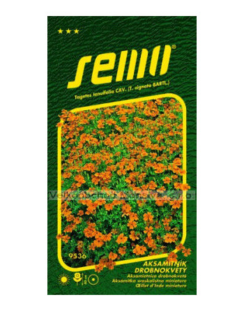 Aksamitník drobnokvětý oranžový