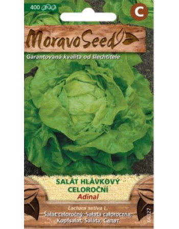 Salát hláv. ADINAL MS/celoroční