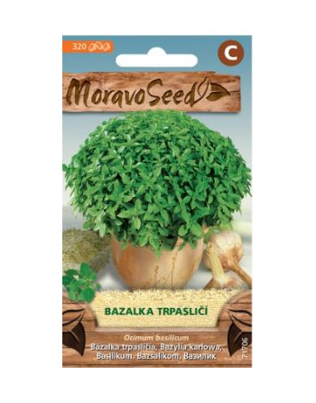 Bazalka trpasličí MS