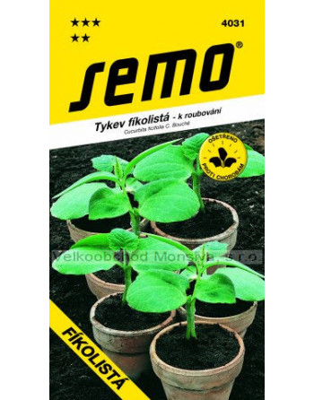 Tykev fíkolistá k roubování - pro okurky