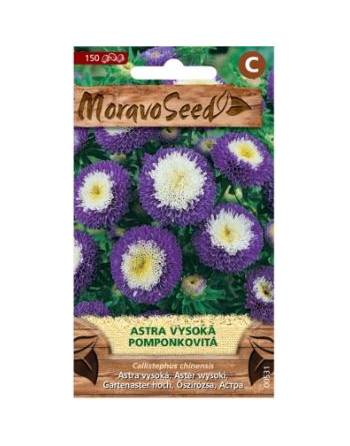 Astra vysoká pomponkovitá/mo-bí MS