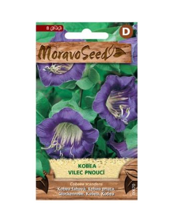 Kobea Vilec pnoucí MS
