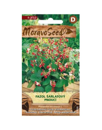 Fazol šarlatový pnoucí MS