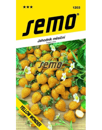 Jahodník YELLOW WONDER - měsíční