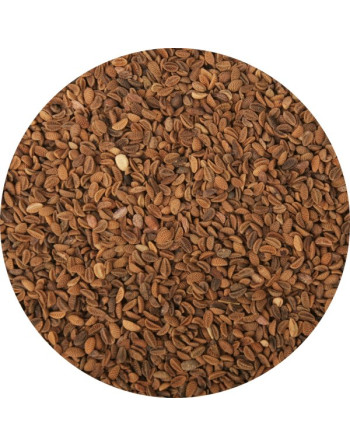 Svazenka krmná (zel.hnojení)