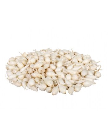 Cibule sazečka Snowball bílá (10kg)
