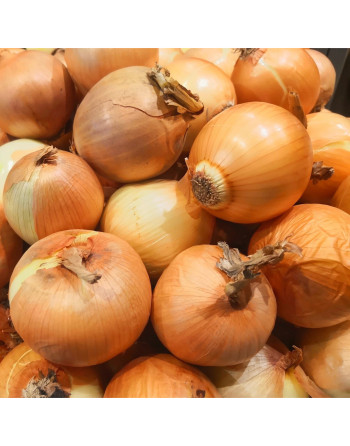 Cibule sazeč.šalot. Golden Gourmet(10kg)