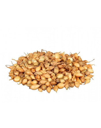 Cibule sazečka Štutgart (20 kg)