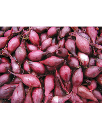 Cibule sazečka Karmen červená(20kg)