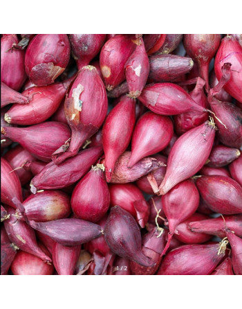 Cibule sazečka ROSANNA 10kg/růžová