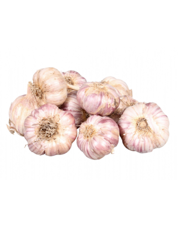 Česnek sadbový GERMIDOUR PURPLE/5kg