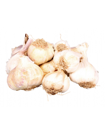 Česnek sadbový MESSIDROME WHITE/5kg